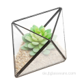 Geometrischer Terrarienbehälter aus Glas für Pflanzen